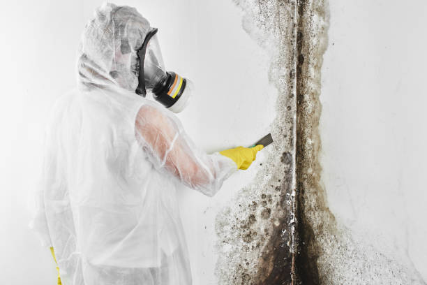 Best Residential Mold Remediation in Dodgeville, WI