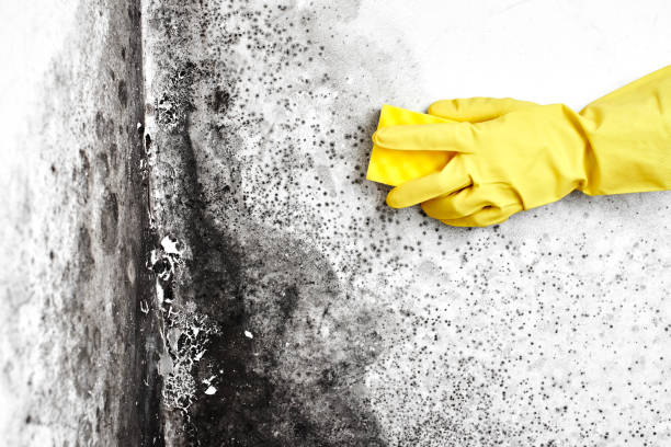 Best Crawl Space Mold Remediation in Dodgeville, WI