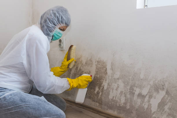 Best Black Mold Remediation in Dodgeville, WI