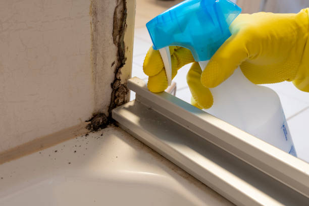 Best Health and Safety Mold Remediation in Dodgeville, WI