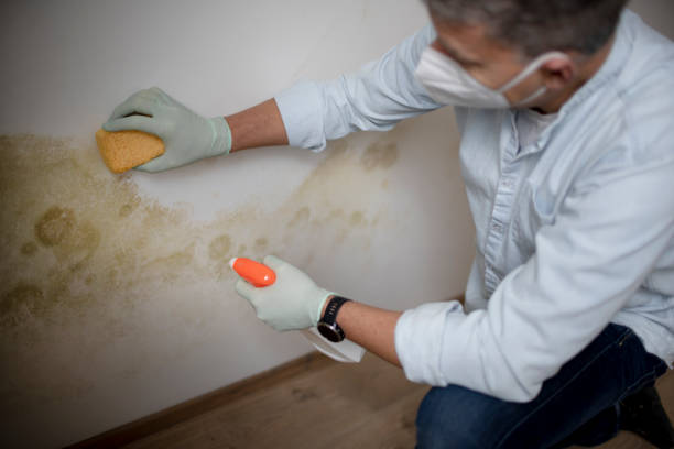 Best Post-Flood Mold Remediation in Dodgeville, WI